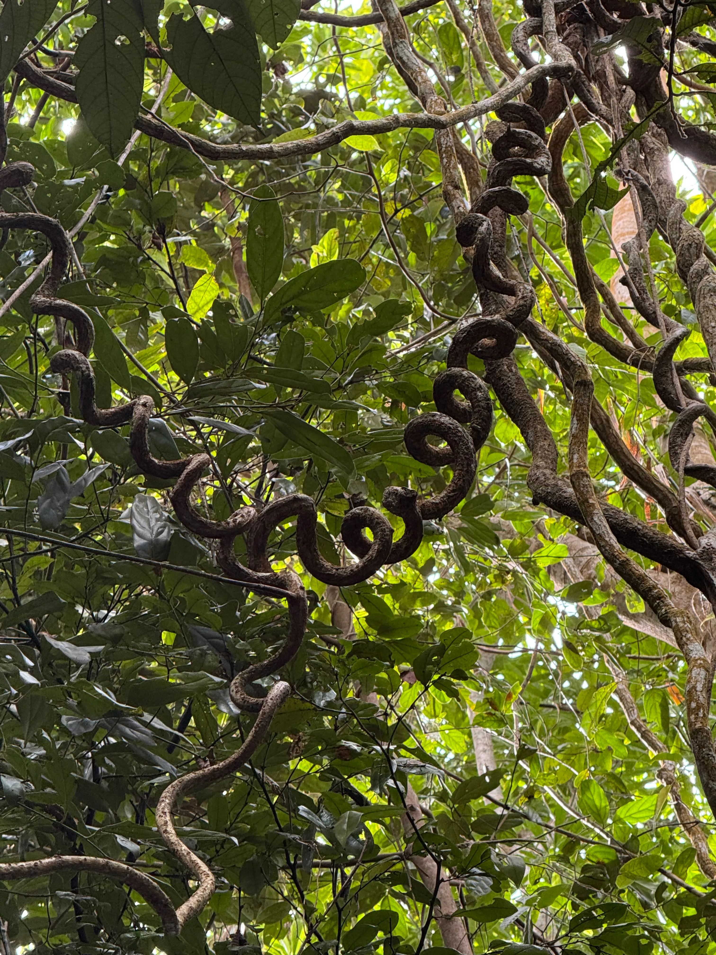 Coiled vine